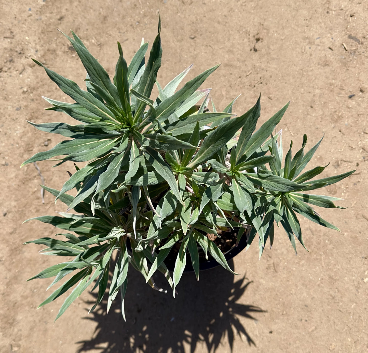 5gal Pride of Madeira | Echium candicans