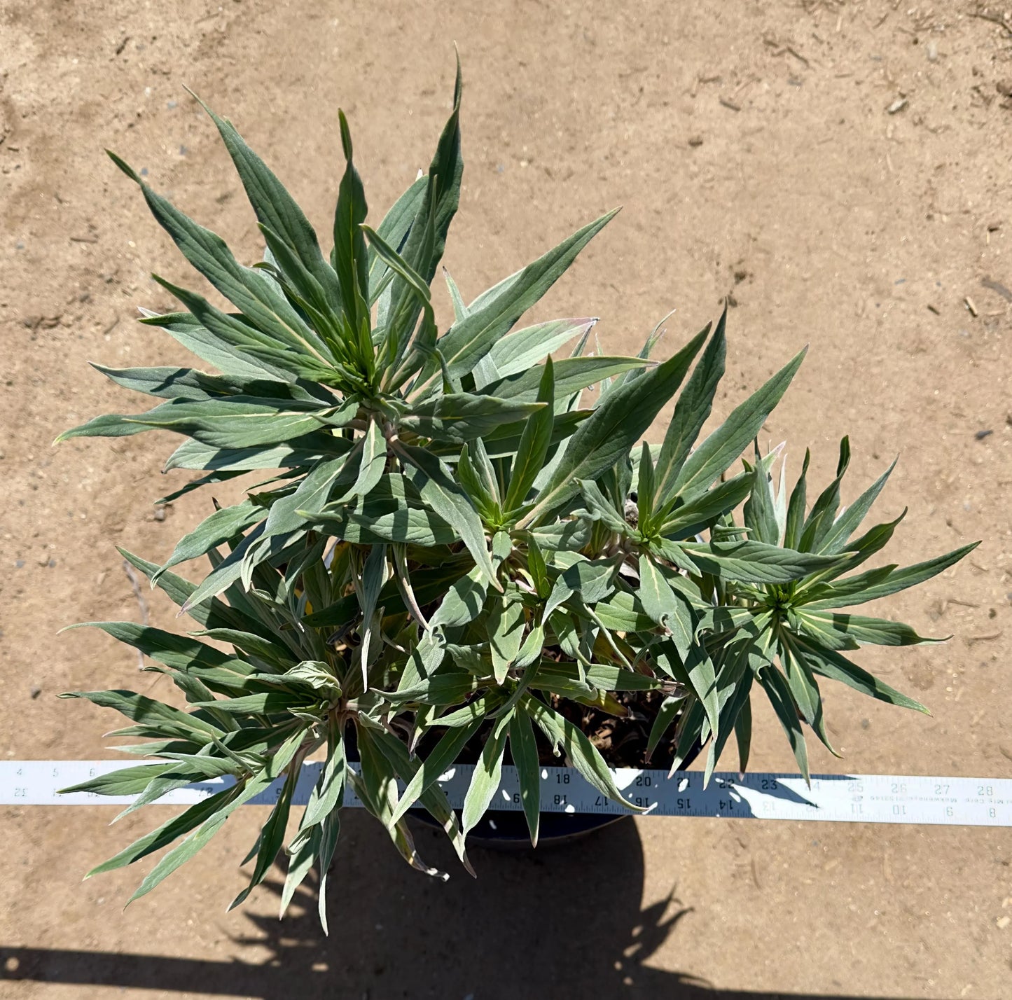 5gal Pride of Madeira | Echium candicans
