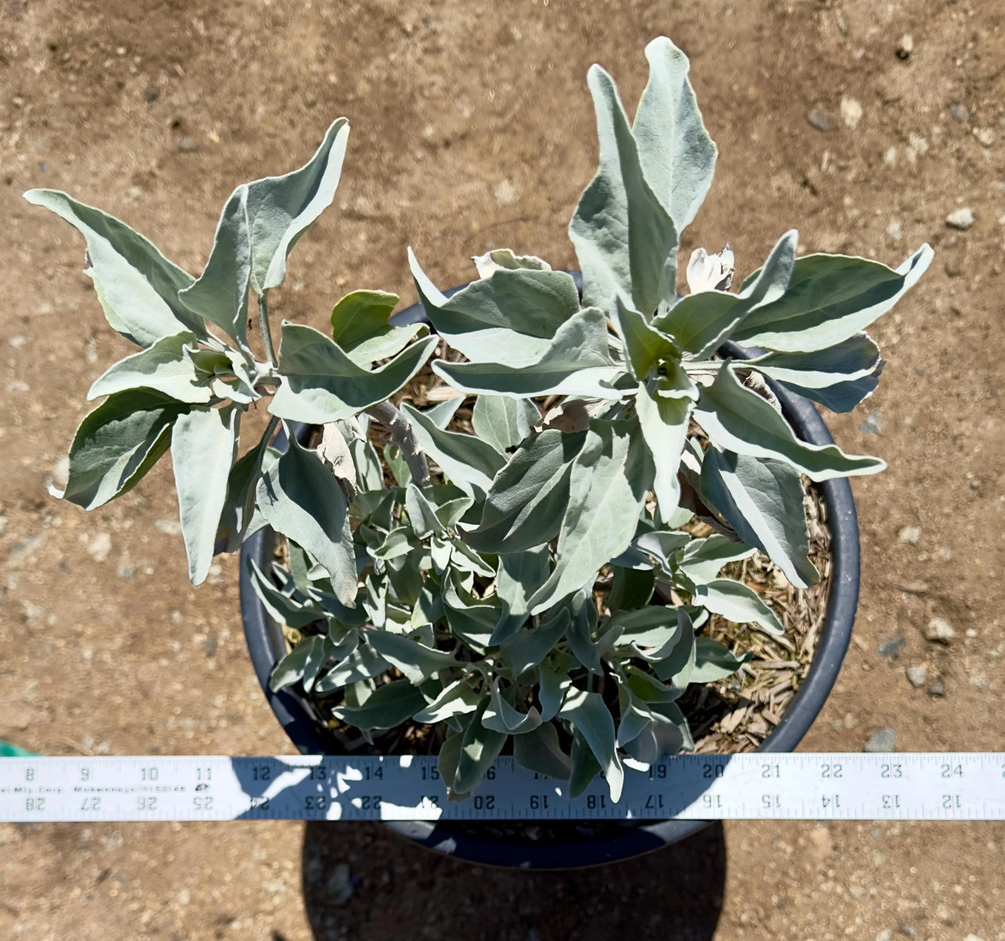 5gal White Sage | Salvia apiana