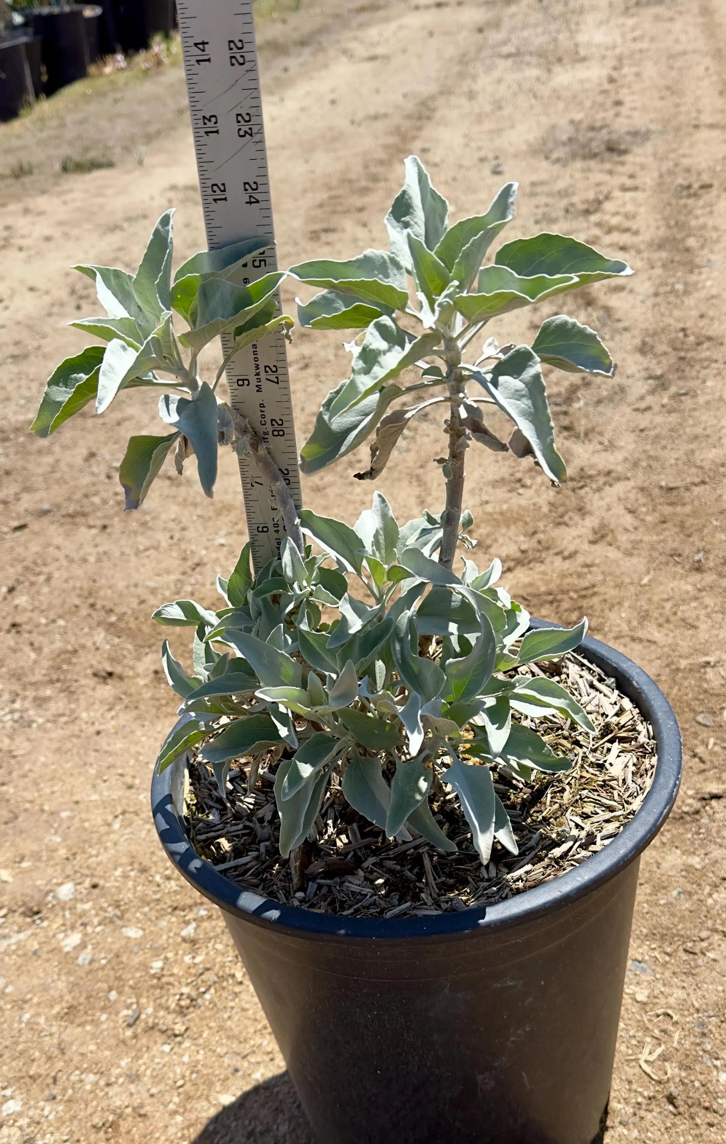 5gal White Sage | Salvia apiana