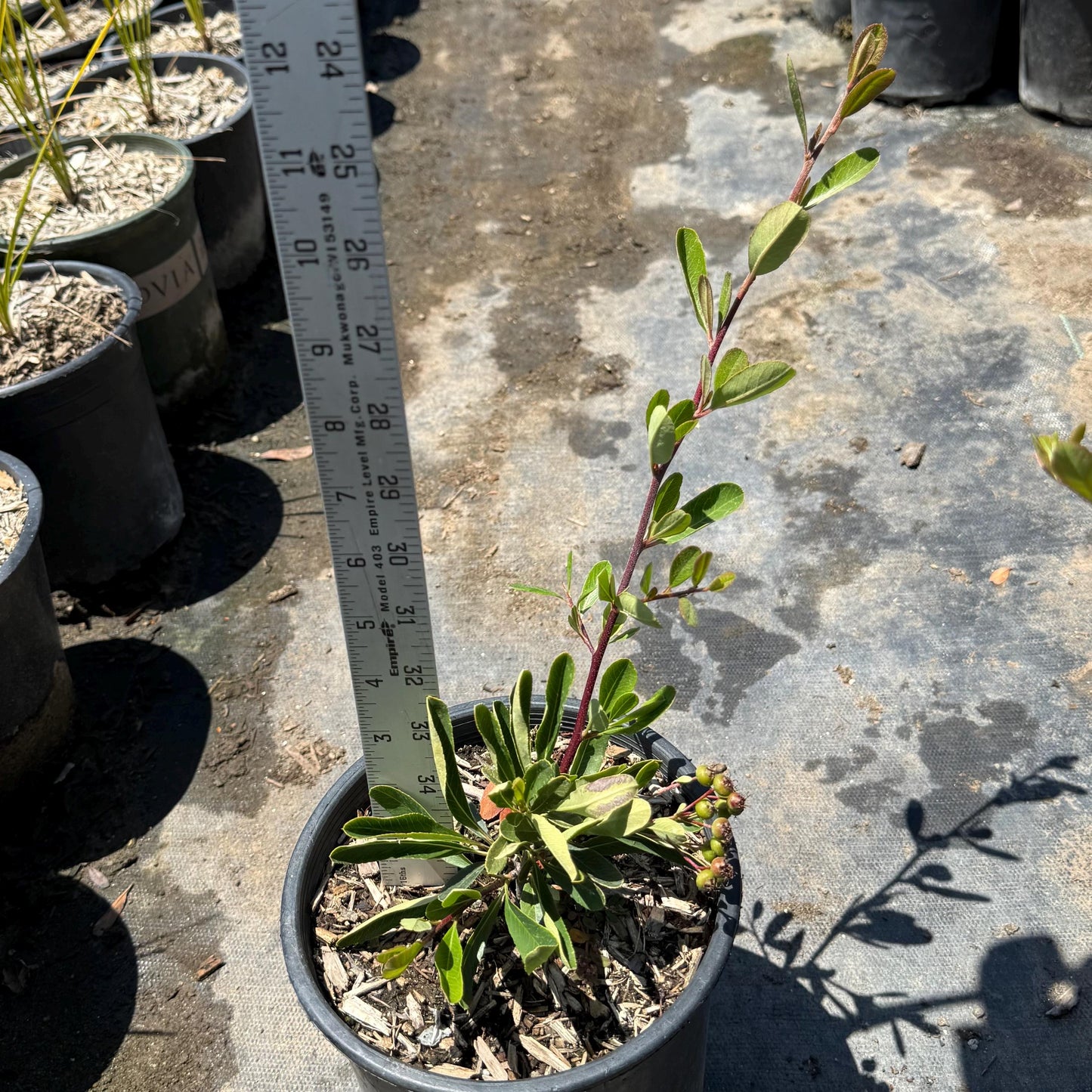 1gal Firethorn | Pyracantha