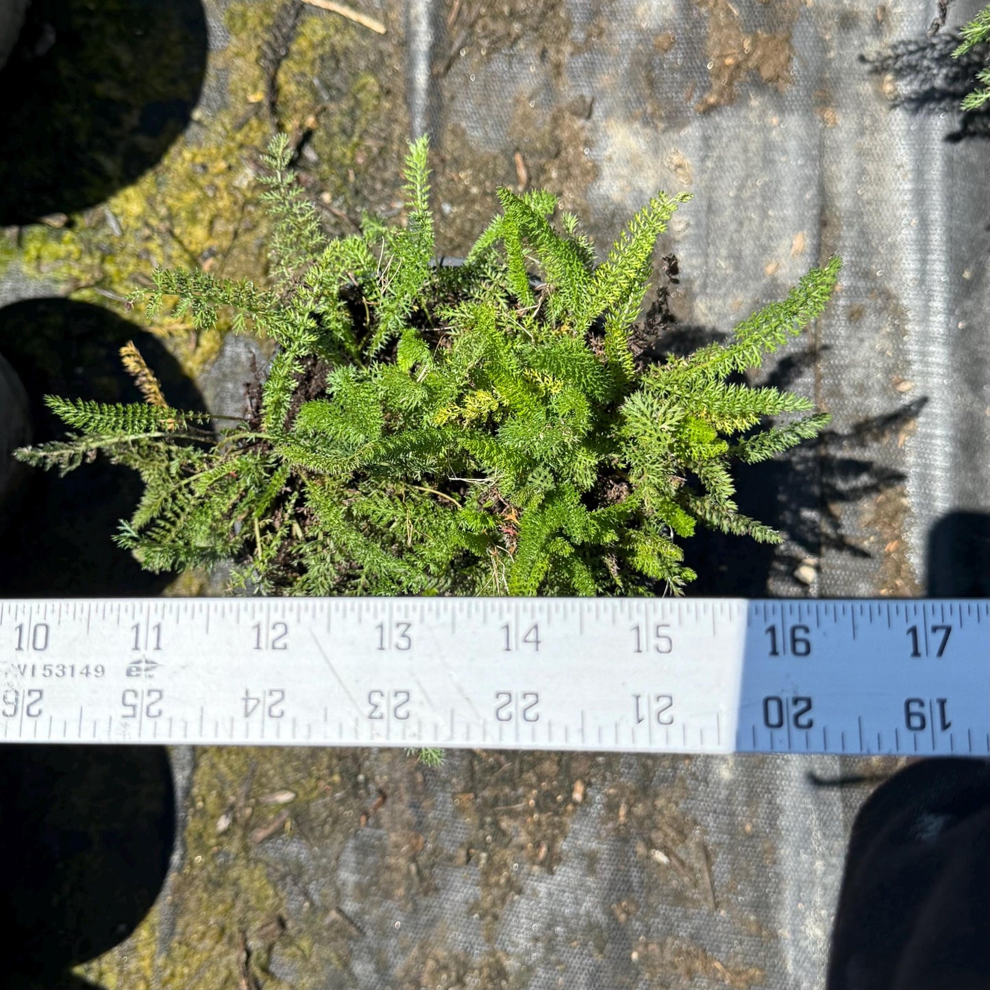 1gal Pink Yarrow | Achillea millefolium