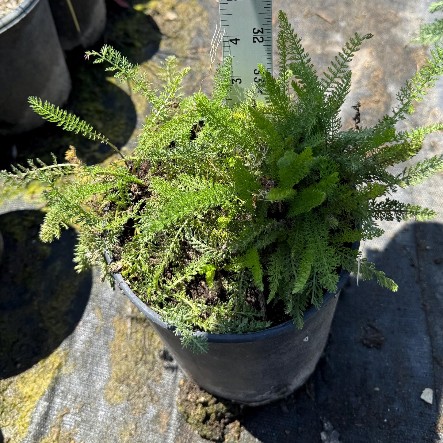 1gal Pink Yarrow | Achillea millefolium