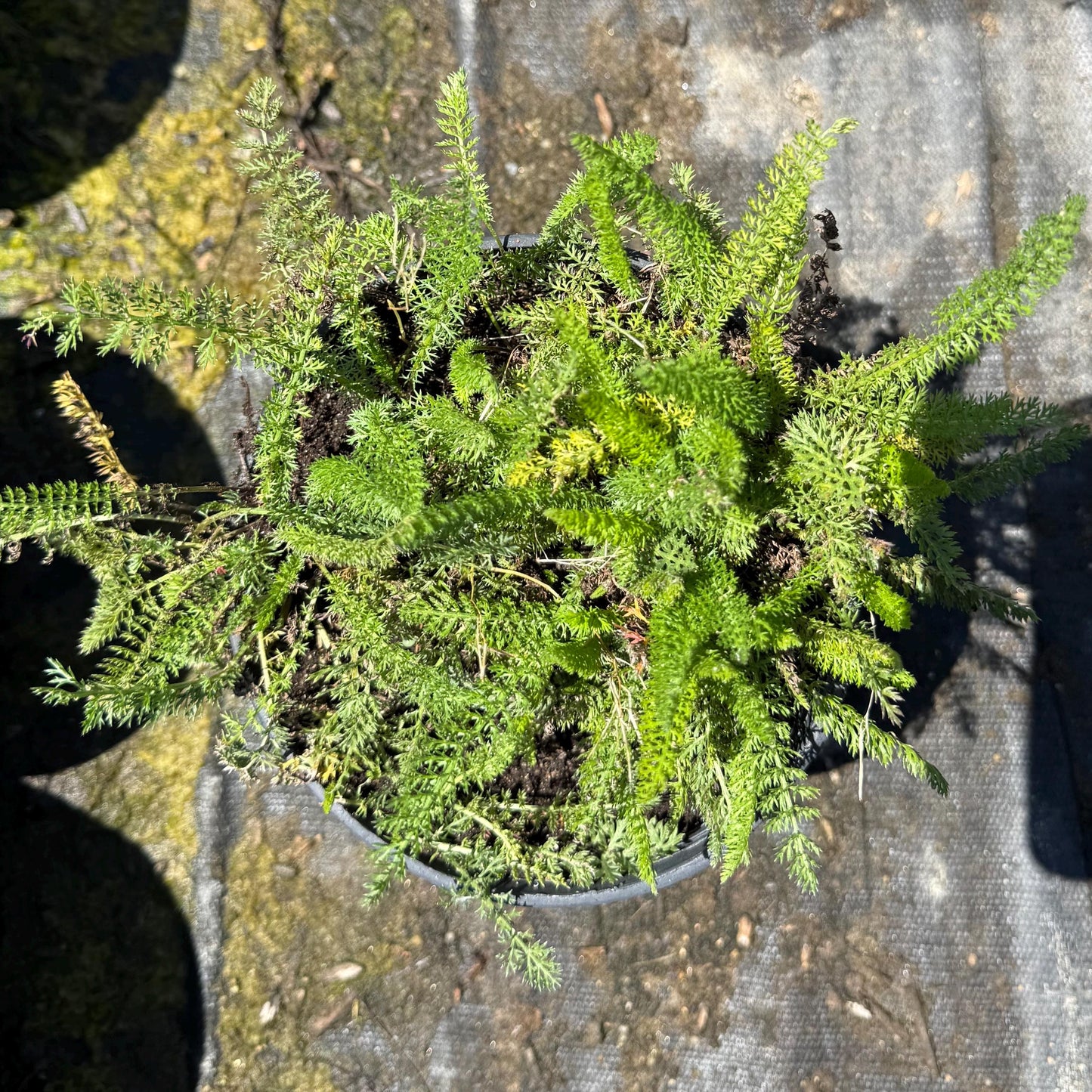 1gal Pink Yarrow | Achillea millefolium