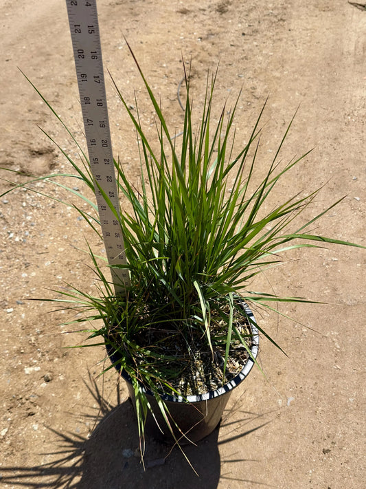 5gal Lomandra longifolia 'Breeze' | Dwarf Mat Rush