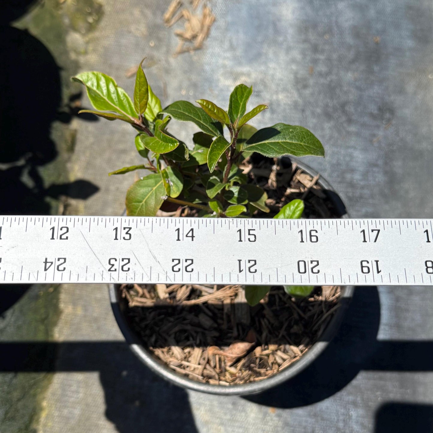 1gal Laurustinus | Viburnum tinus