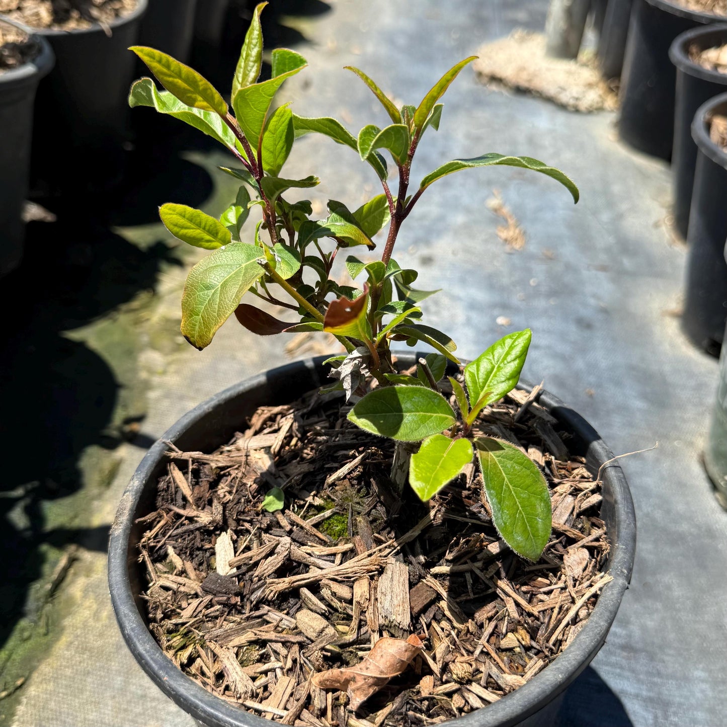1gal Laurustinus | Viburnum tinus