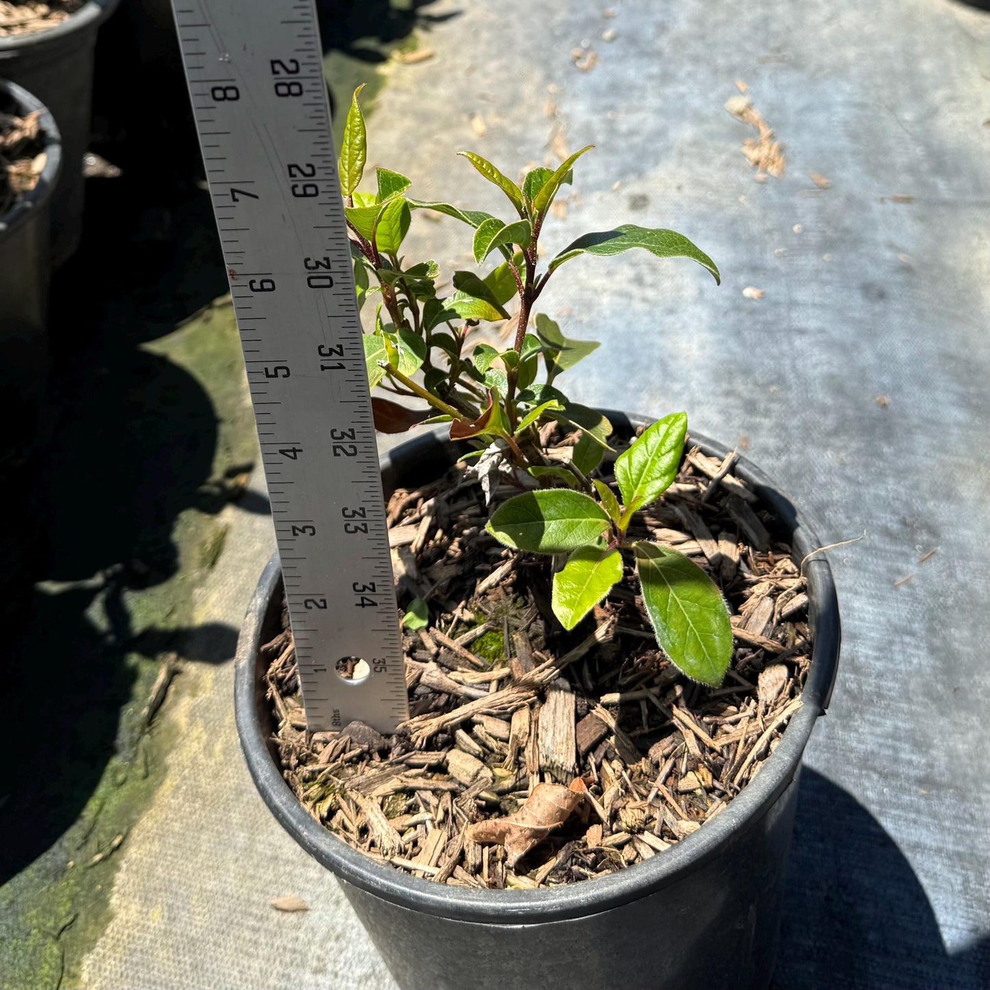1gal Laurustinus | Viburnum tinus