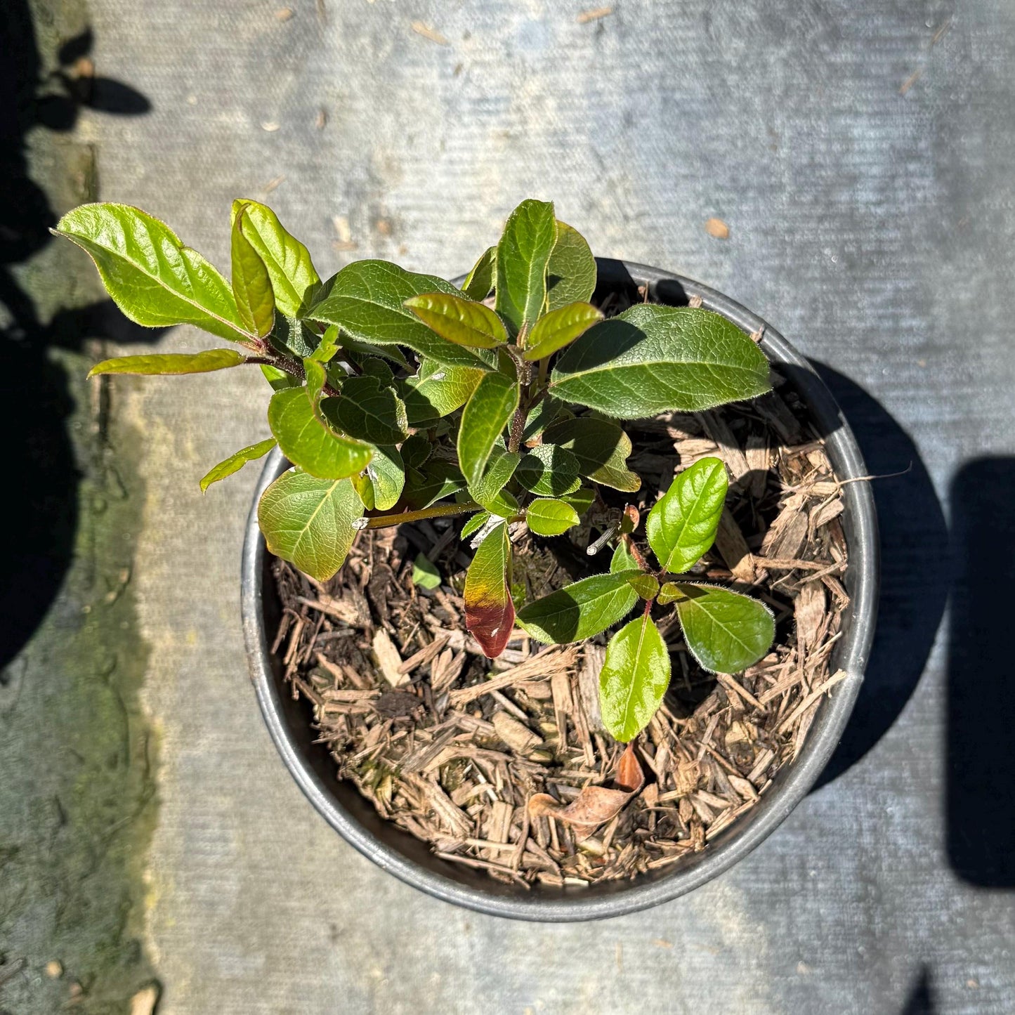 1gal Laurustinus | Viburnum tinus