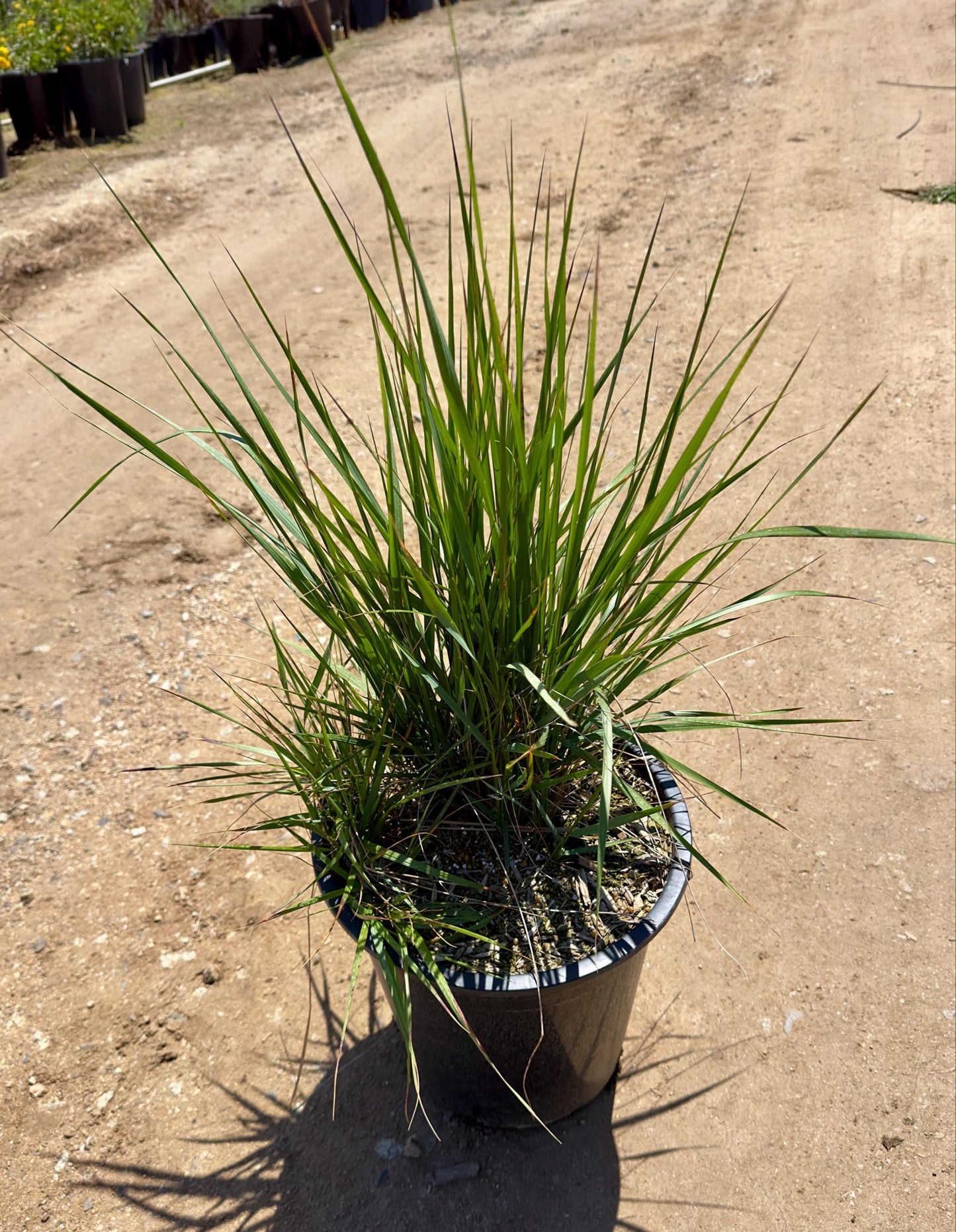 5gal Lomandra longifolia 'Breeze' | Dwarf Mat Rush