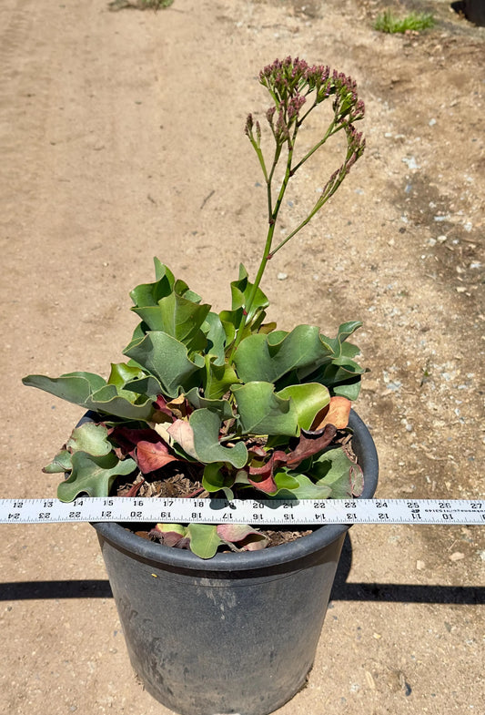 5gal Sea Statice | Limonium perezii