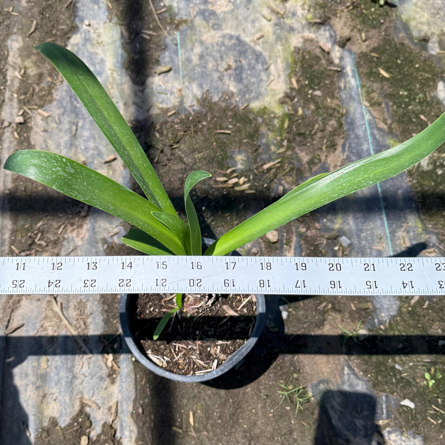1gal Lily of the Nile | Purple Agapanthus Lily