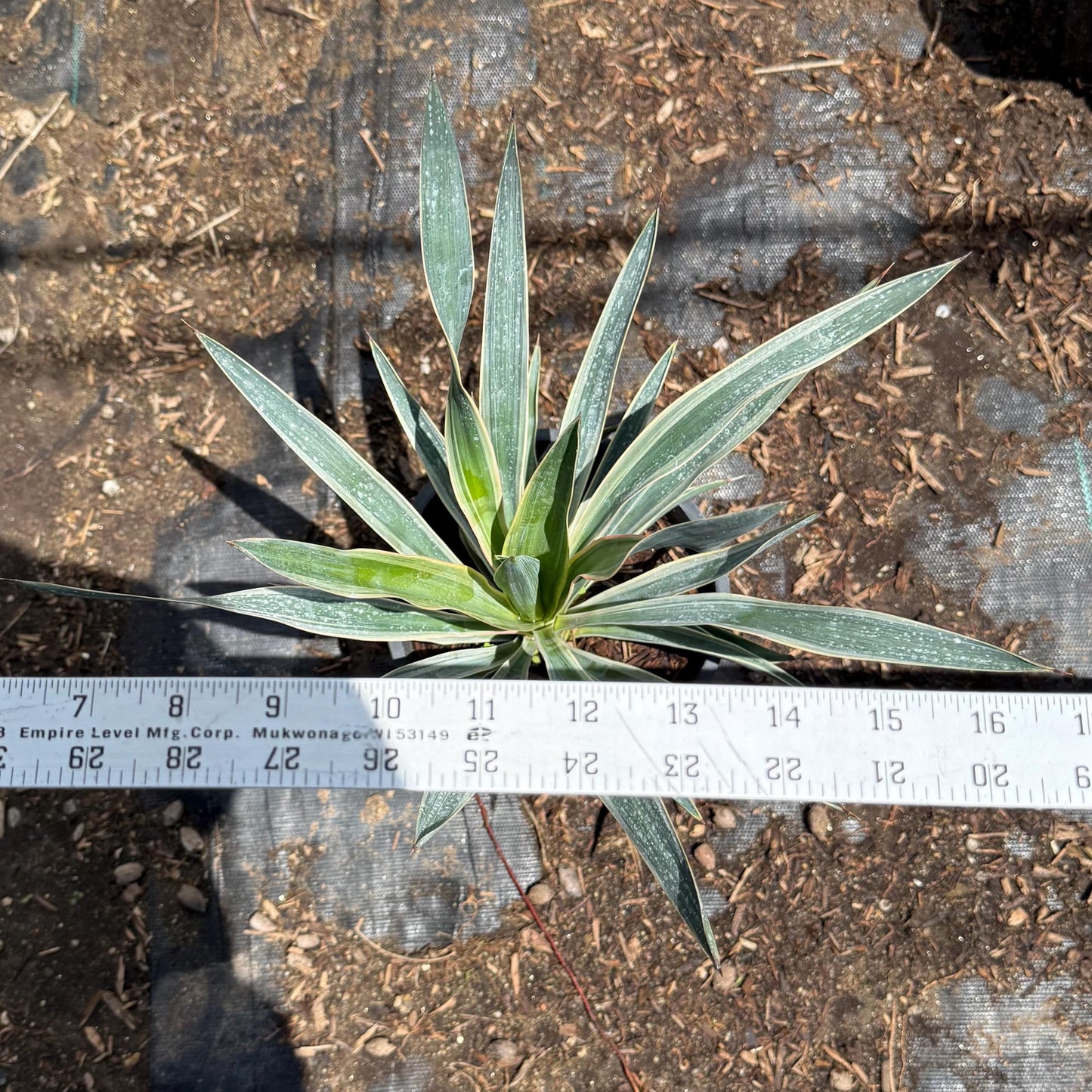 Spanish Dagger | Yucca gloriosa
