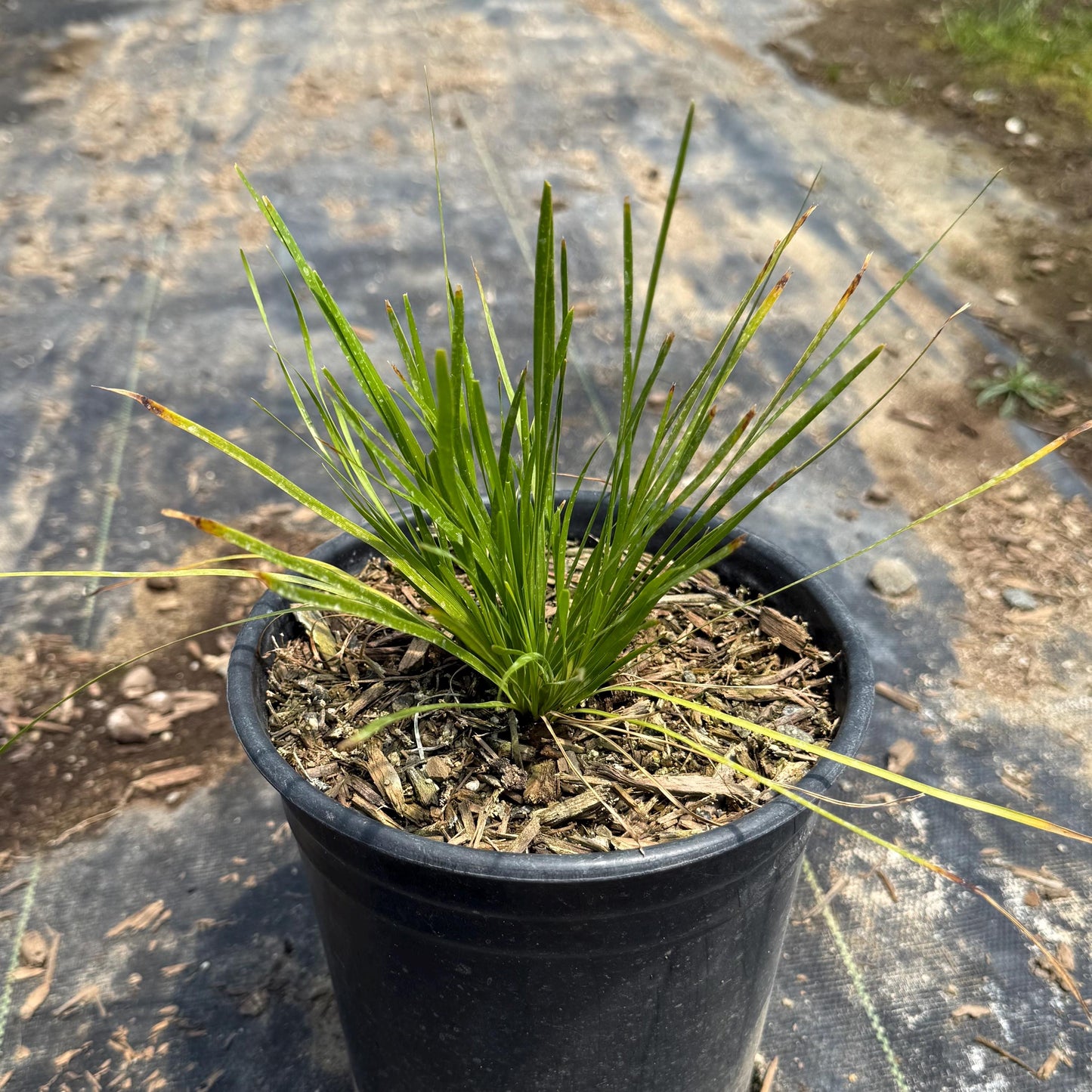 1gal Lomandra 'Shorty' | 'Shorty' Mat Rush | Lomandra confertifolia 'Shorty'