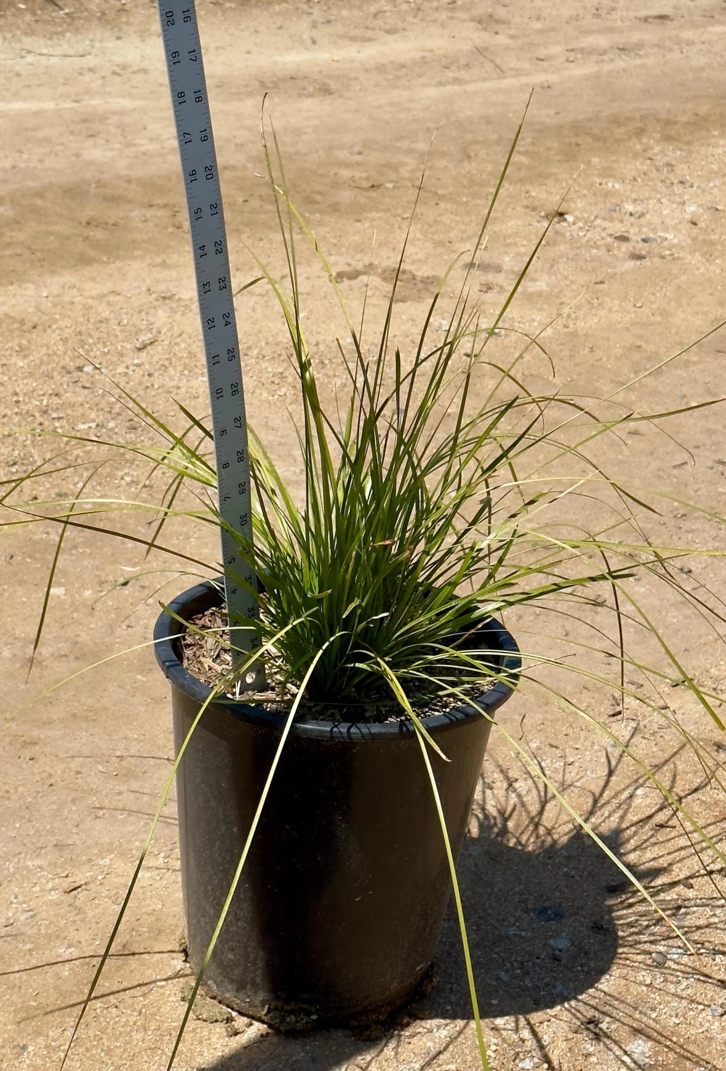 5gal Fountain Grass | Pennisetum alopecuroides