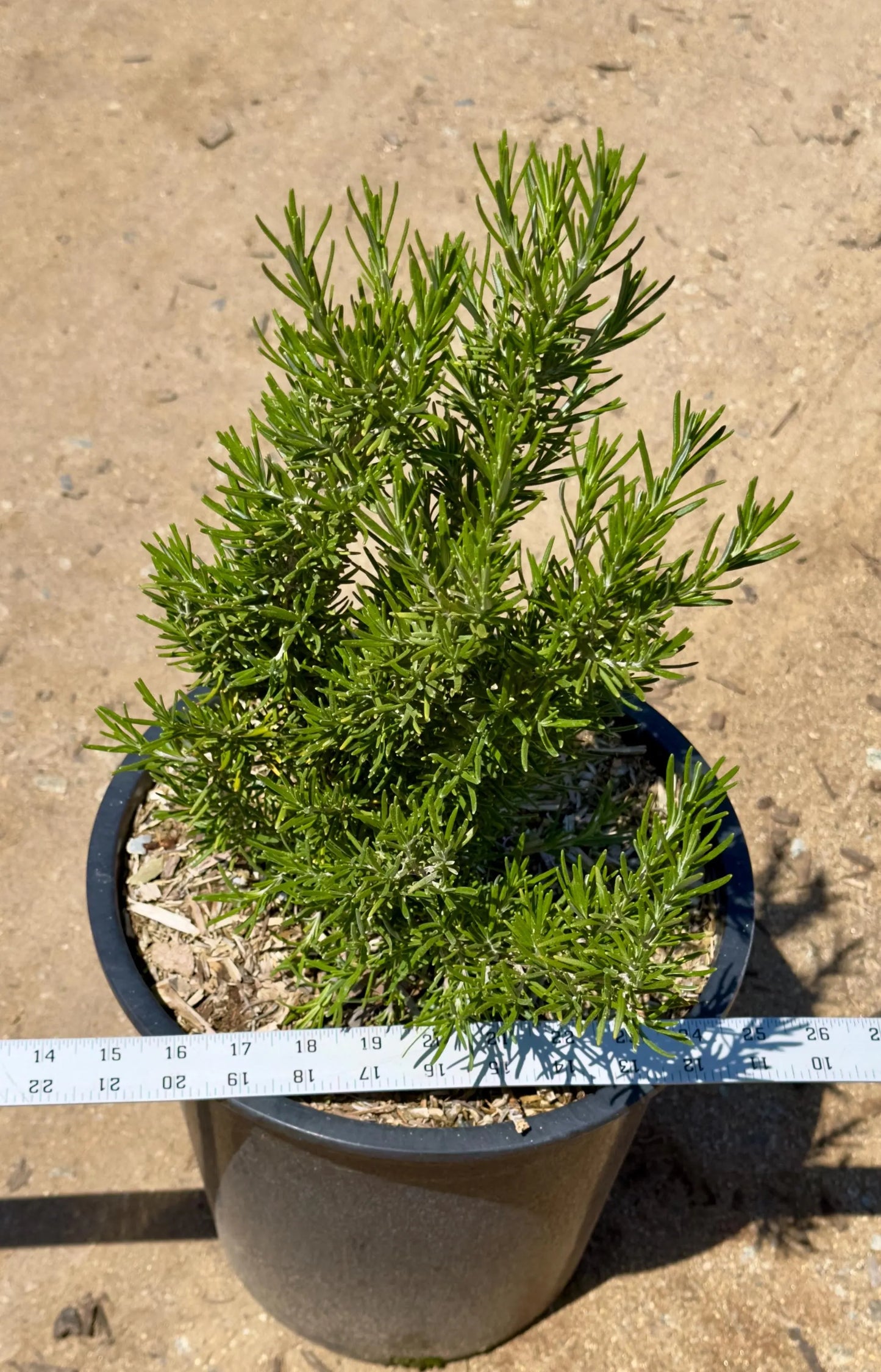 5gal Upright Rosemary | Rosmarinus officinalis 'Upright'