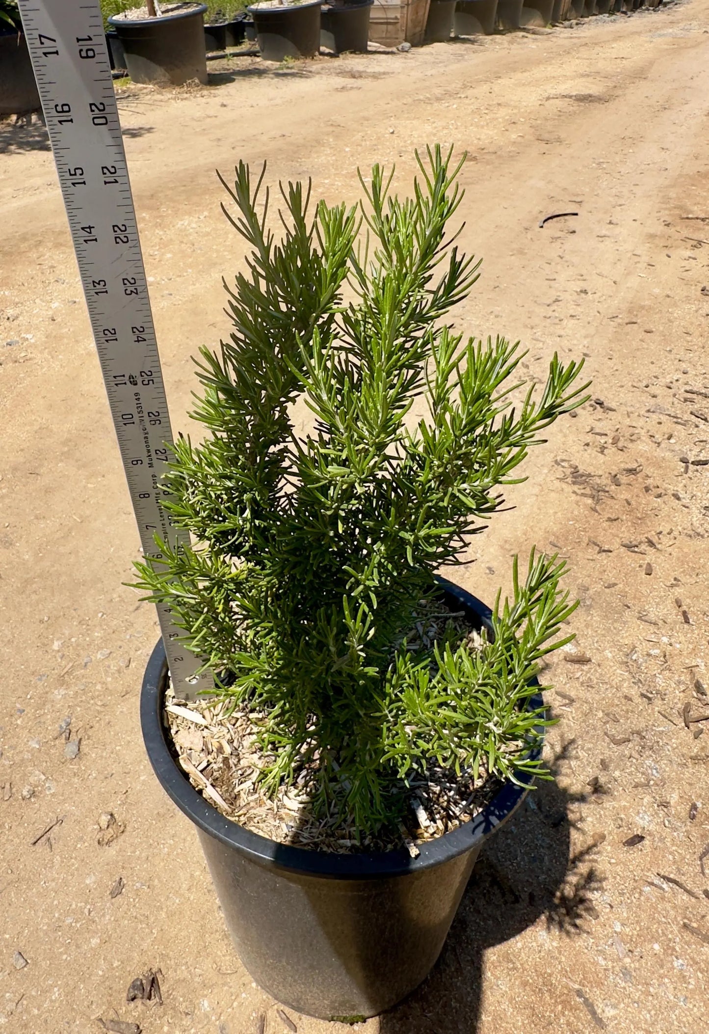5gal Upright Rosemary | Rosmarinus officinalis 'Upright'