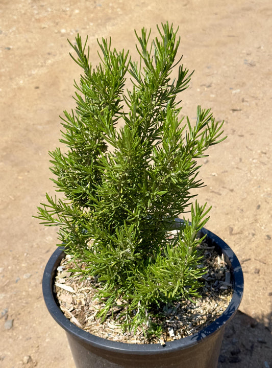 5gal Upright Rosemary | Rosmarinus officinalis 'Upright'
