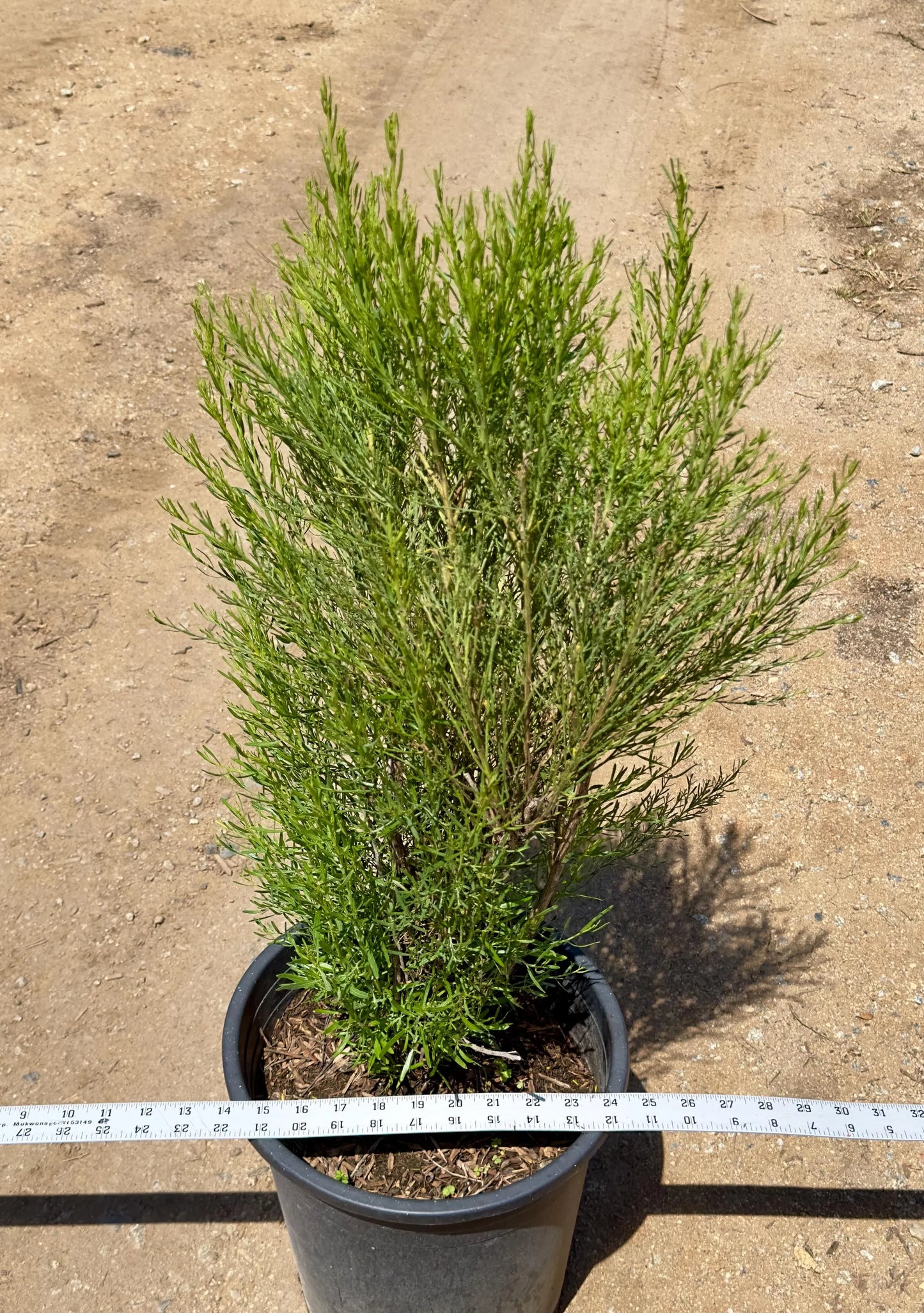5gal Desert Broom | Baccharis sarathroides