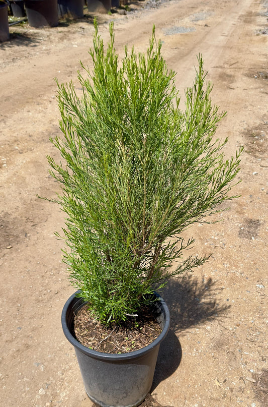 5gal Desert Broom | Baccharis sarathroides