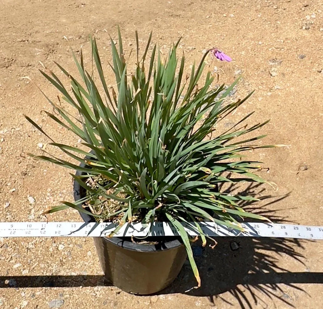 5gal Society Garlic | Tulbaghia violacea