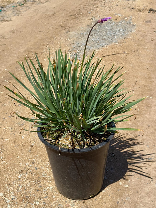 5gal Society Garlic | Tulbaghia violacea