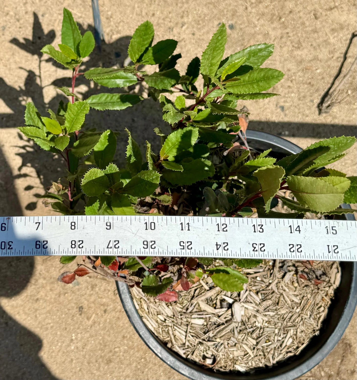 5gal Toyon Christmas Berry | Heteromeles arbutifolia