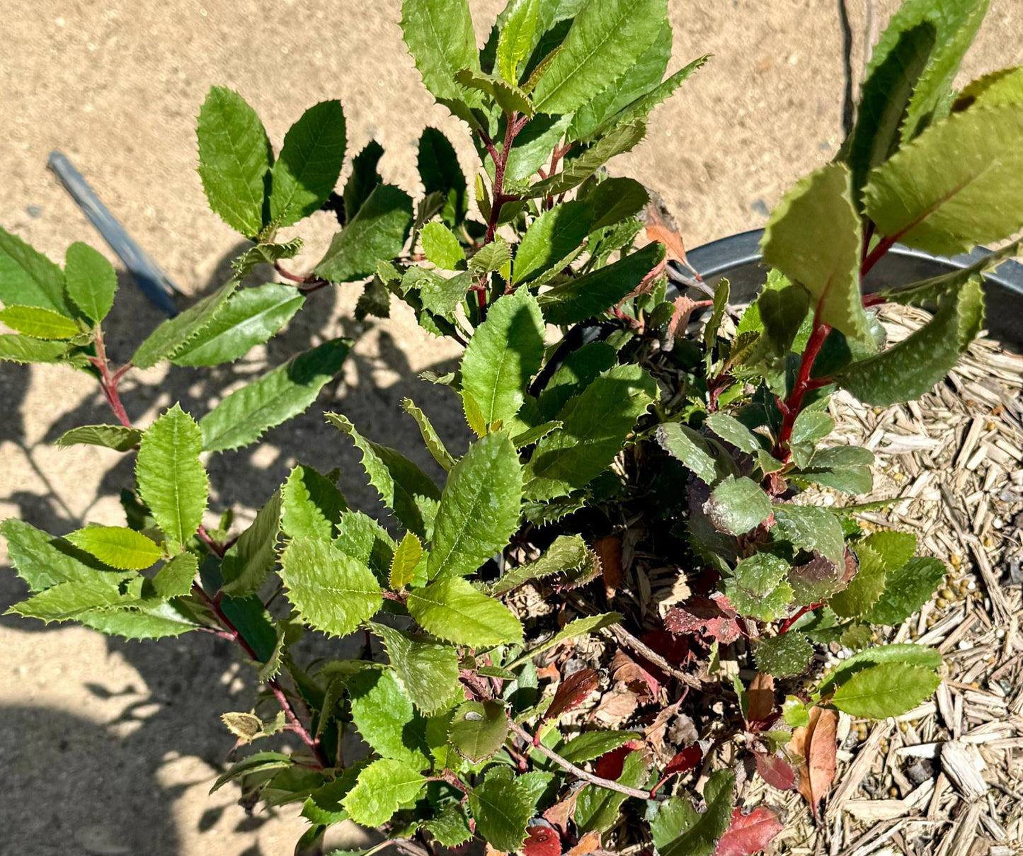 5gal Toyon Christmas Berry | Heteromeles arbutifolia