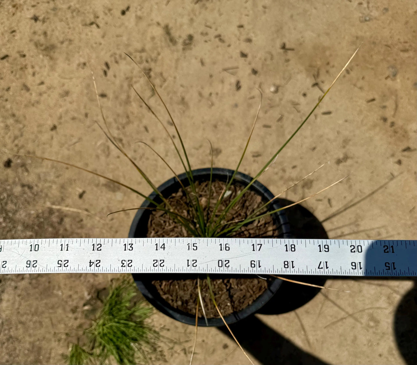 5gal Mexican Grass Tree | Dasylirion longissimum