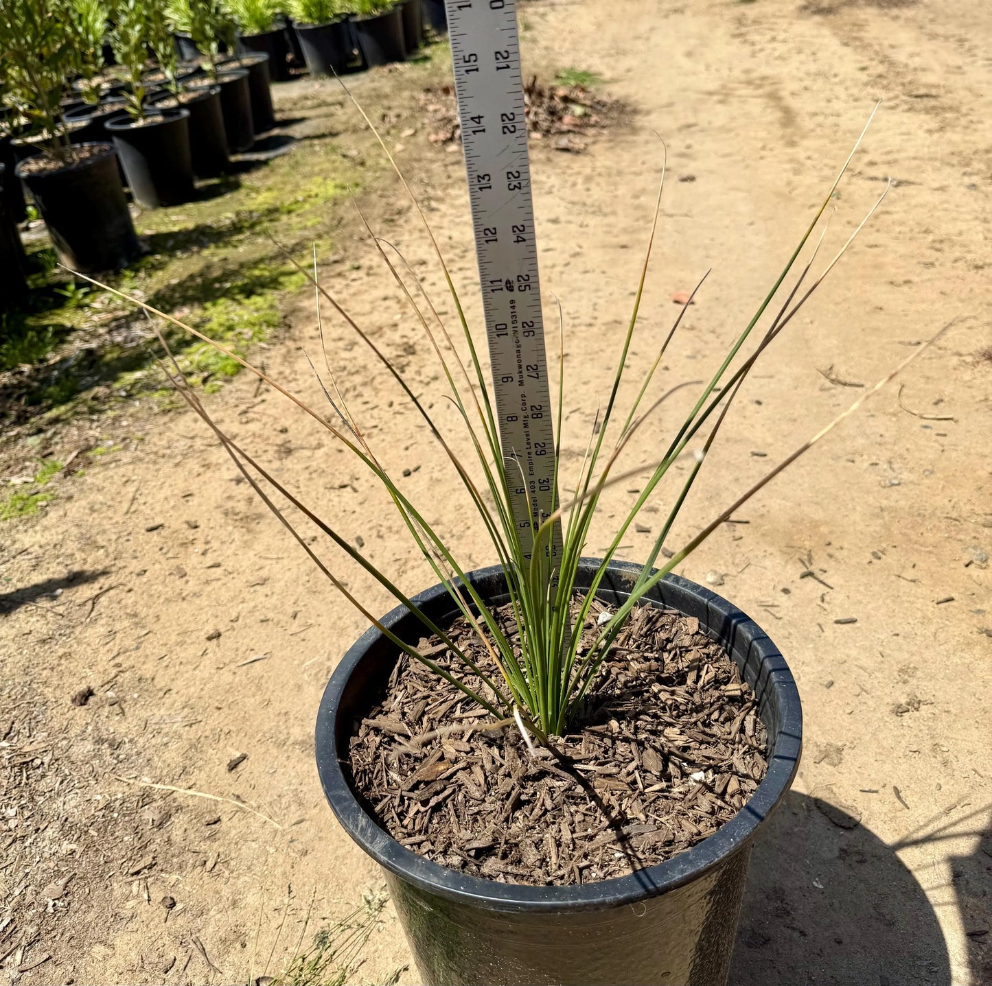 5gal Mexican Grass Tree | Dasylirion longissimum