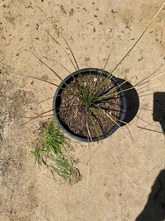 5gal Mexican Grass Tree | Dasylirion longissimum