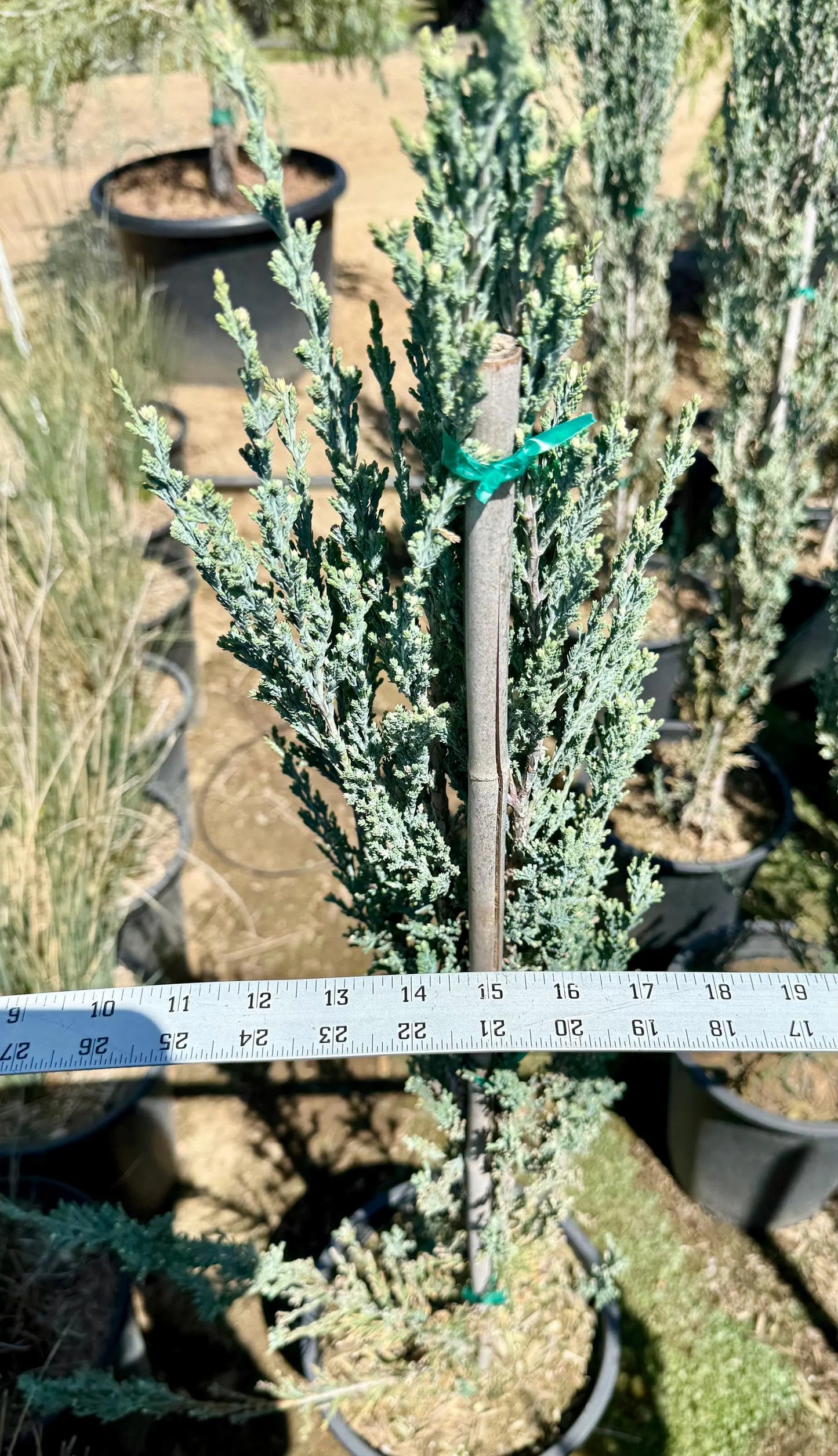 5gal Blue Point Juniper | Juniperus chinensis 'Blue Point'