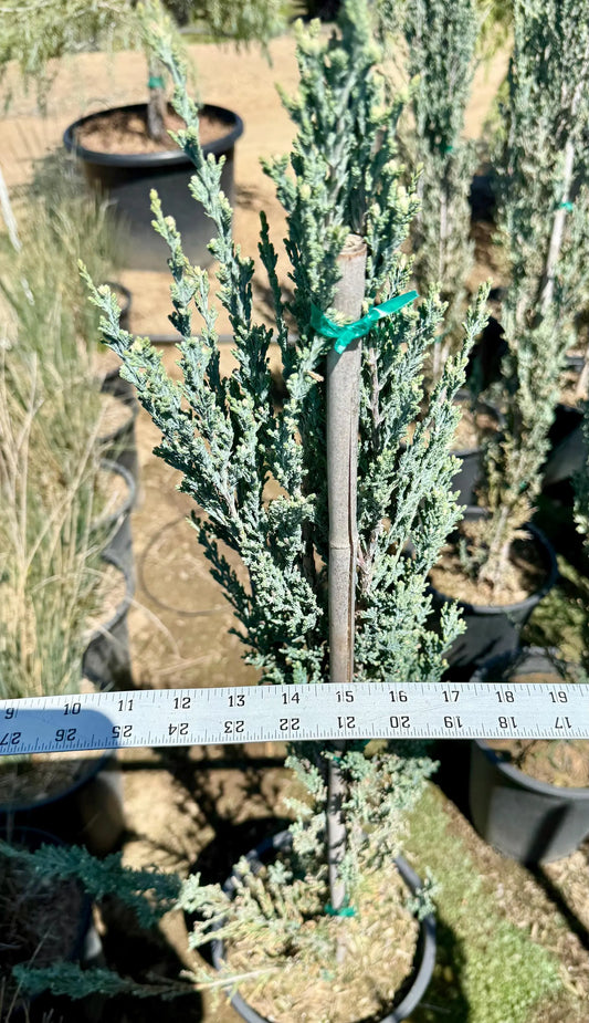 5gal Blue Point Juniper | Juniperus chinensis 'Blue Point'
