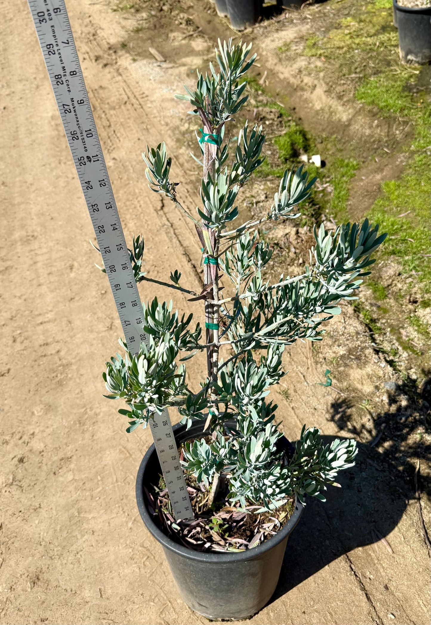 5gal Podocarpus 'Icee blue' | Podocarpus elongatus