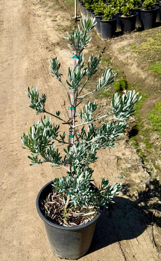5gal Podocarpus 'Icee blue' | Podocarpus elongatus