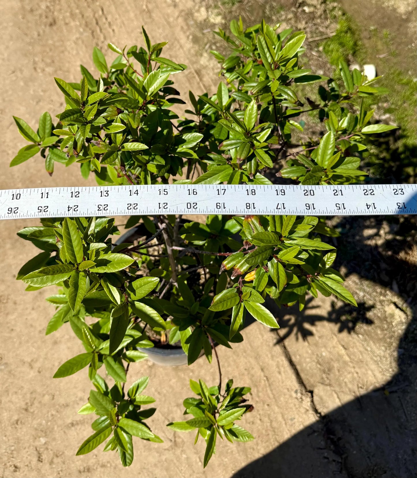 5gal Coffeeberry | Frangula californica