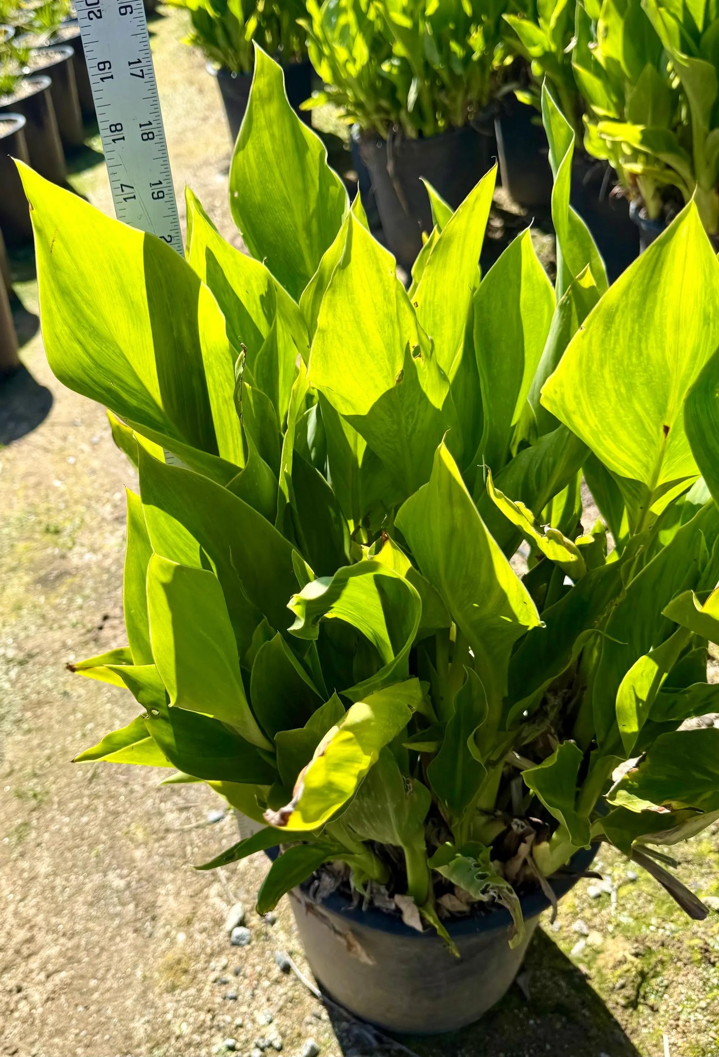 5gal Yellow Canna Lily | Canna indica