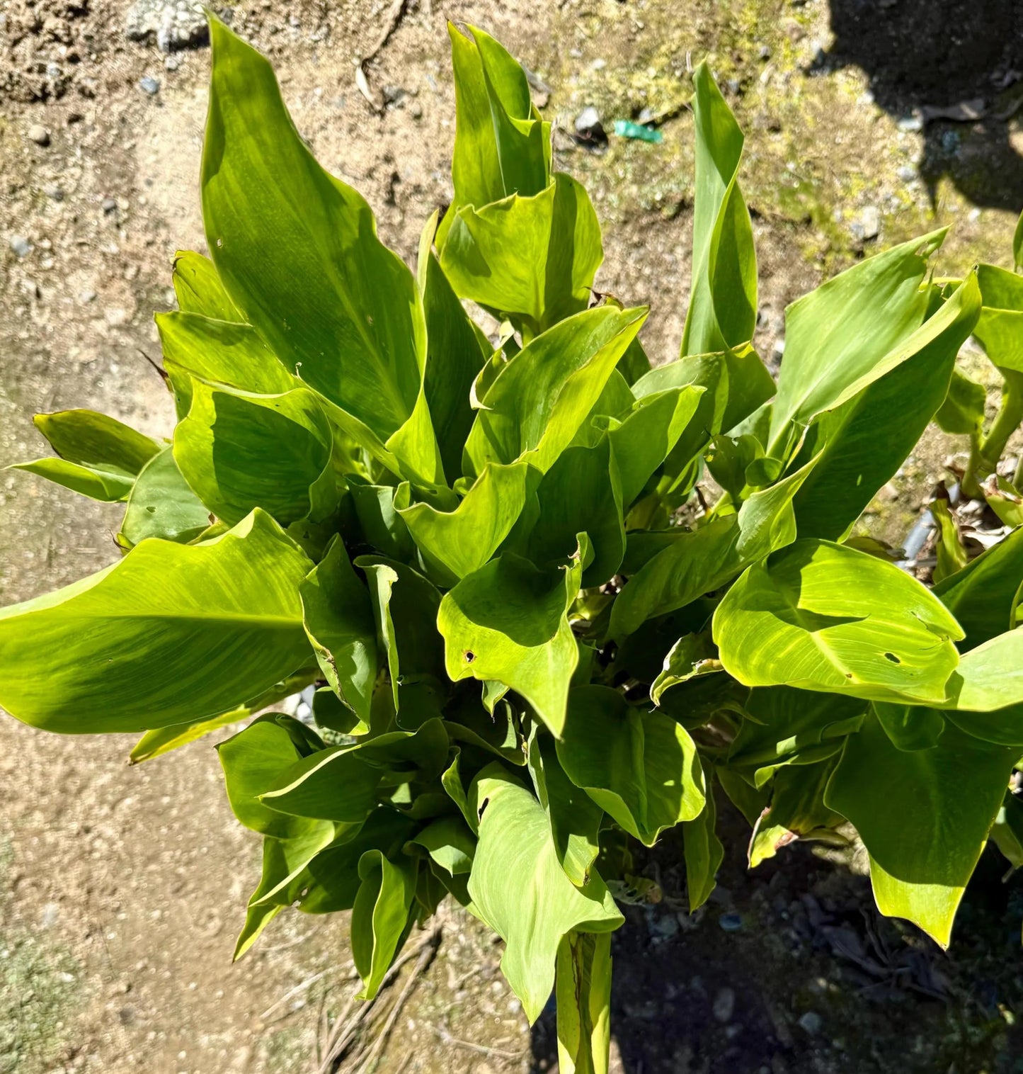 5gal Yellow Canna Lily | Canna indica