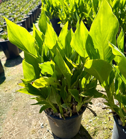 5gal Yellow Canna Lily | Canna indica