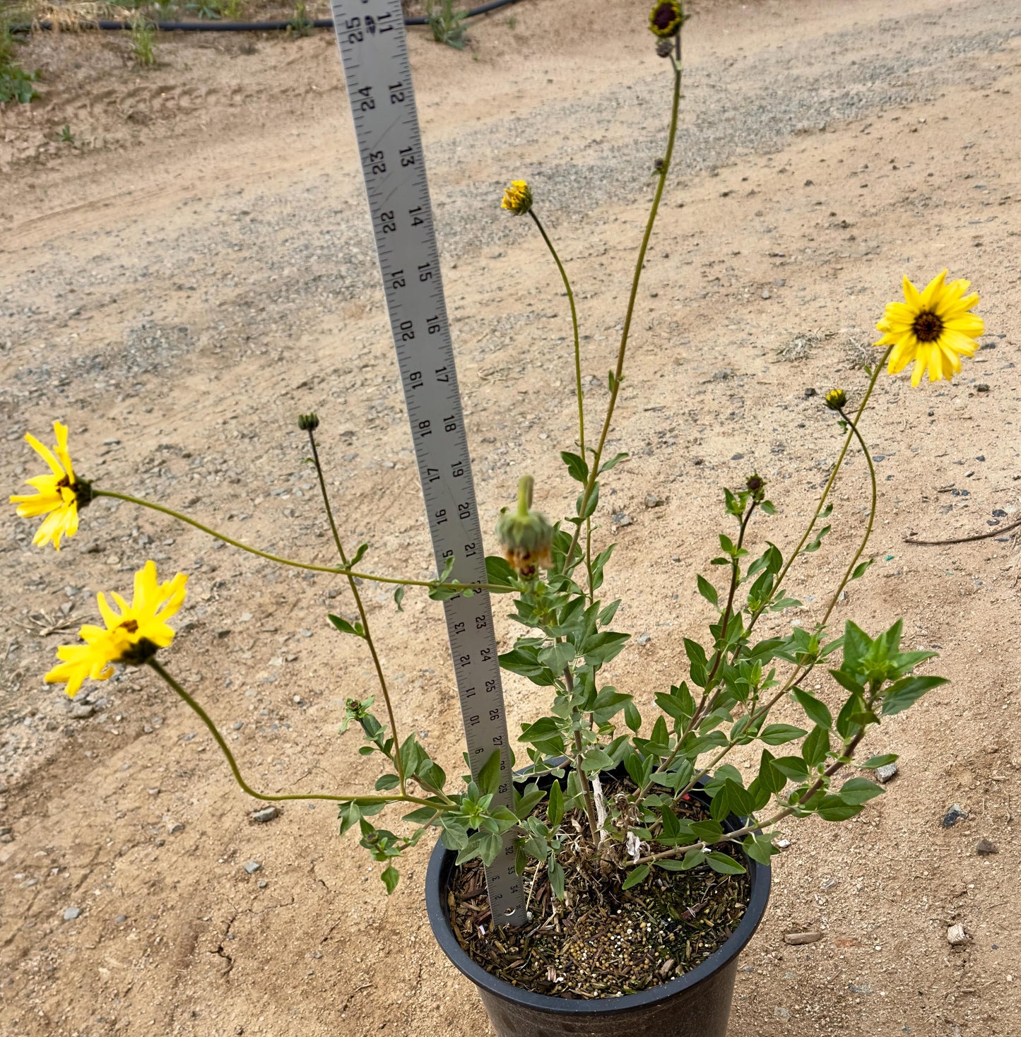 5gal California Brittlebush | Encelia californica