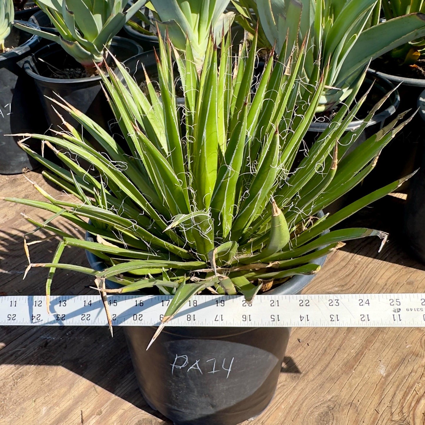 Thread Agave (PA14) | Agave filifera