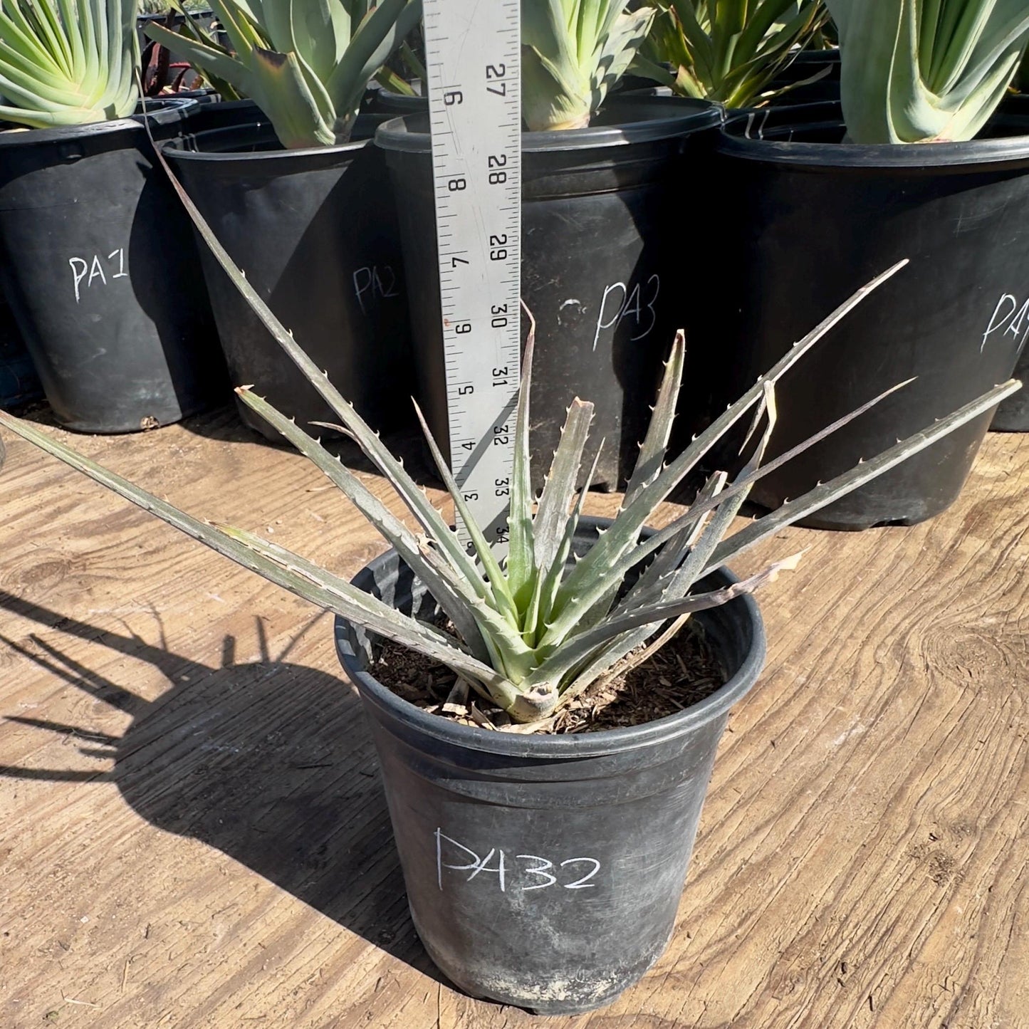 Large Dyckia (PA32)