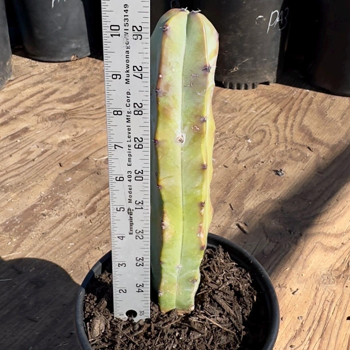 Myrtillocactus geometrizans (PA50)