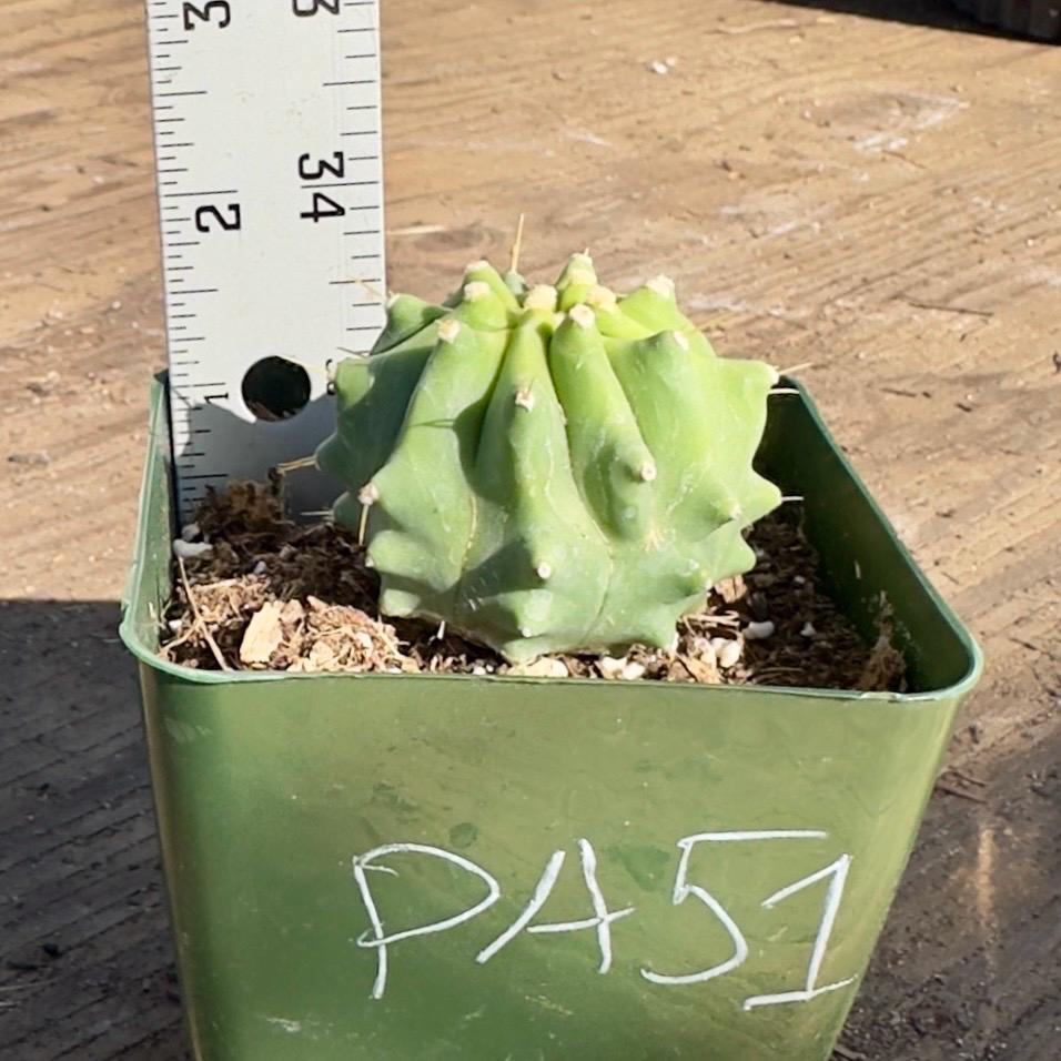 Glaucous Barrel Cactus (PA51) | Ferocactus glaucescens inermis