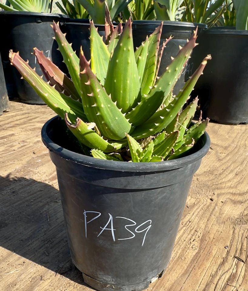 Golden Toothed Aloe PA39 | Variegated Aloe Nobilis