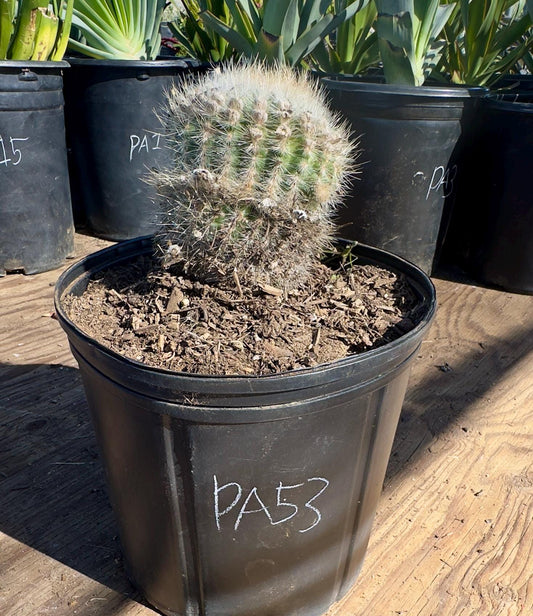 Parodia leninghausii PA53 | Golden Ball Cactus