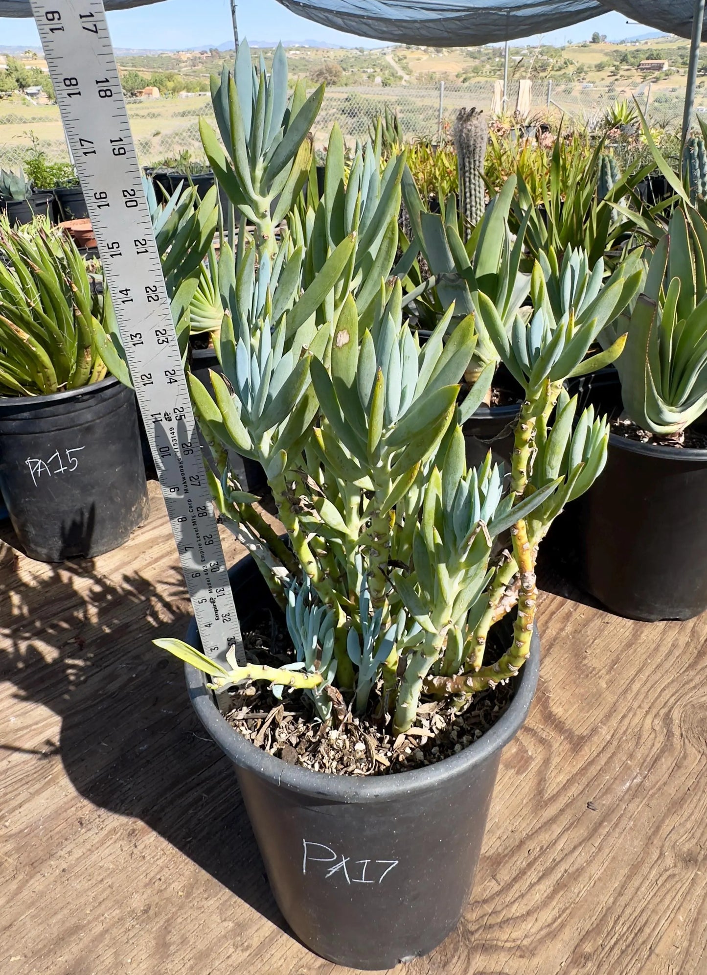 Fully Rooted Blue Chalk | AP57
