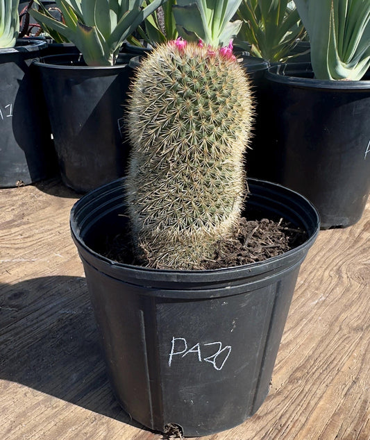 Mammillaria PA20