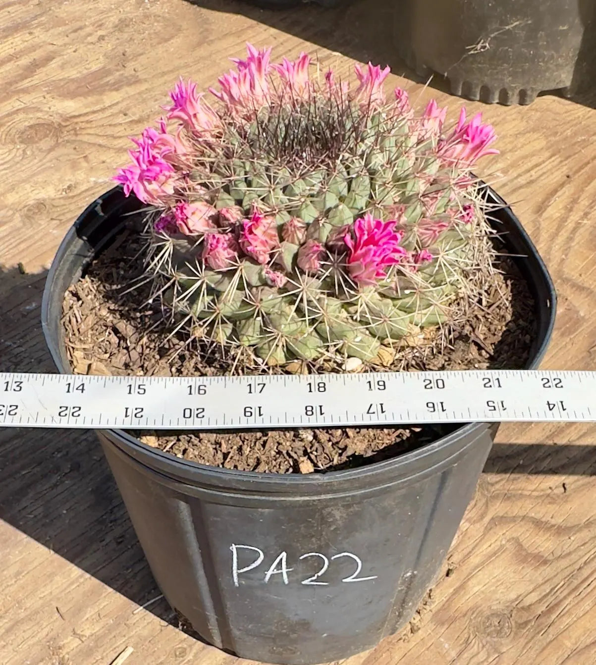 Mammillaria melanocentra PA22