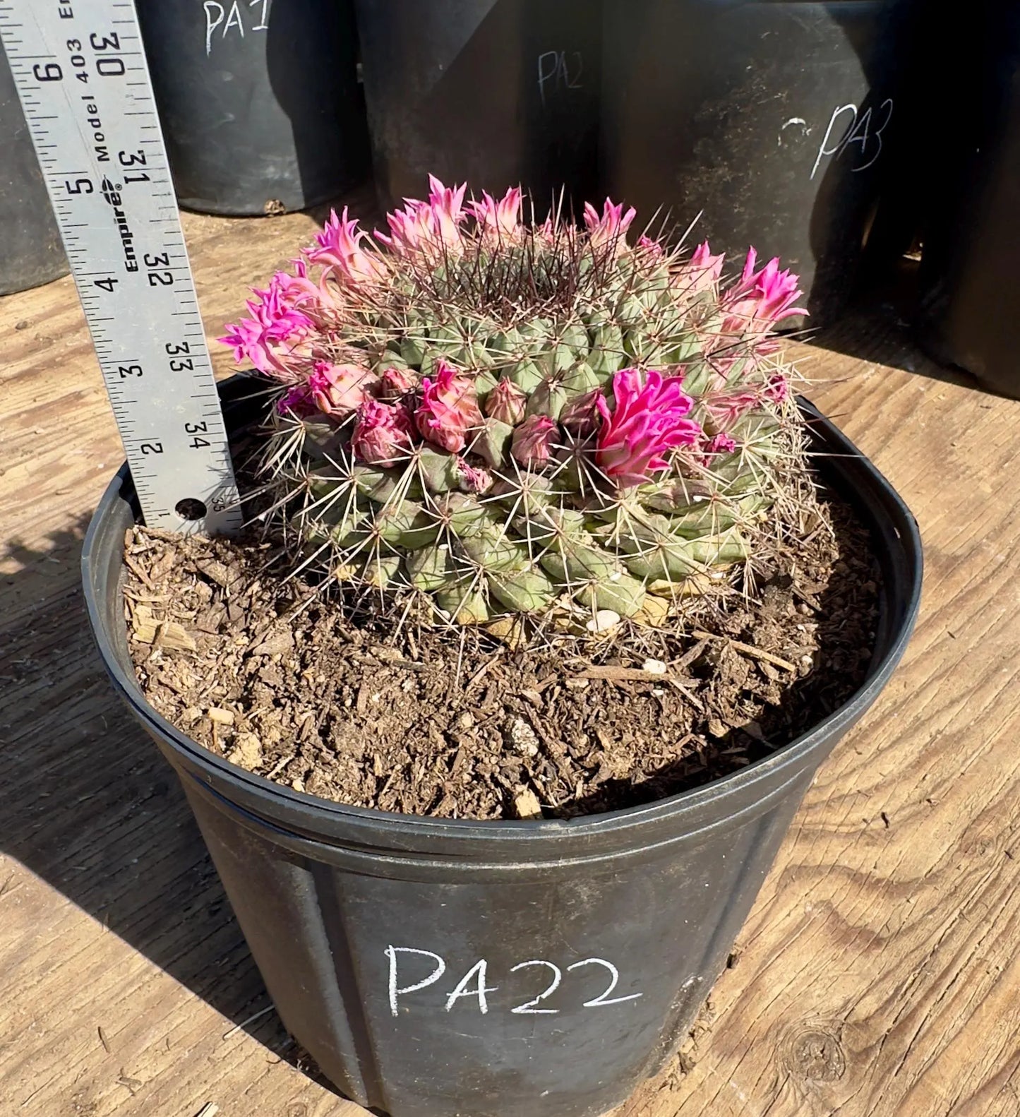 Mammillaria melanocentra PA22
